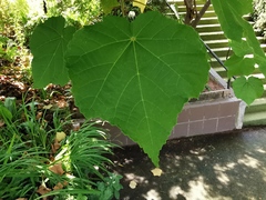 Dombeya × cayeuxii