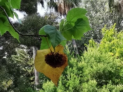 Dombeya × cayeuxii