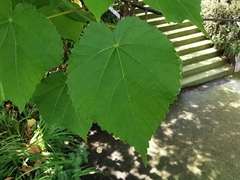 Dombeya × cayeuxii
