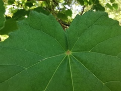 Dombeya × cayeuxii