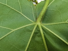 Dombeya × cayeuxii