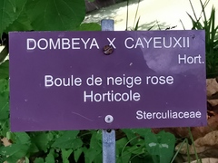 Dombeya × cayeuxii