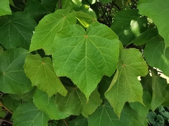 Dombeya × cayeuxii