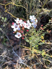 Adenandra marginata