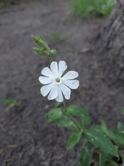 Silene latifolia