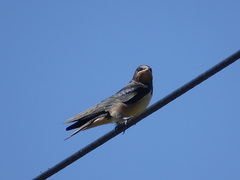 Hirundo rustica