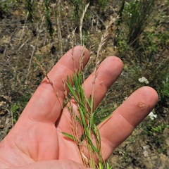 Festuca octoflora