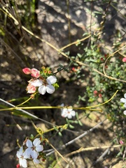 Adenandra marginata