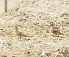Pterocles senegallus