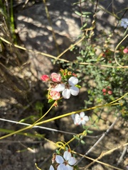 Adenandra marginata