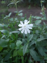 Silene latifolia