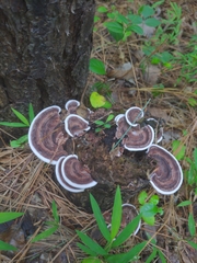 Nigroporus