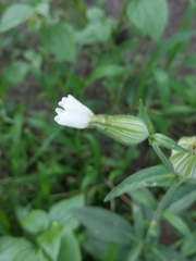 Silene latifolia