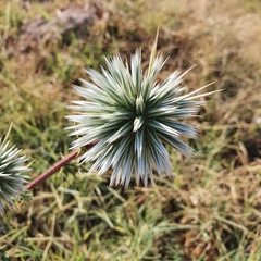 Echinops spinosissimus