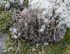 Cladonia phyllophora