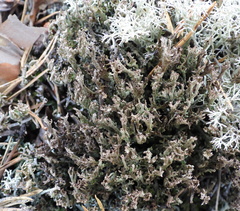 Cladonia phyllophora