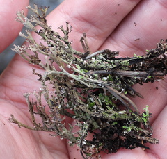 Cladonia phyllophora