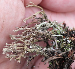 Cladonia phyllophora