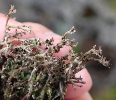 Cladonia phyllophora