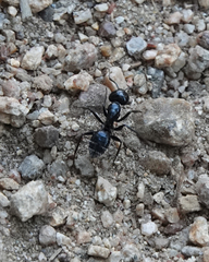 Camponotus laevissimus