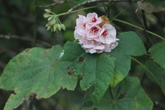 Dombeya burgessiae
