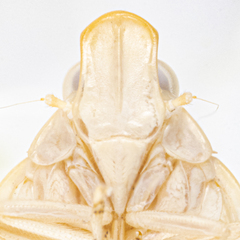 Ladella pallida