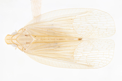 Ladella pallida