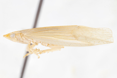 Ladella pallida