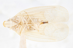 Ladella pallida