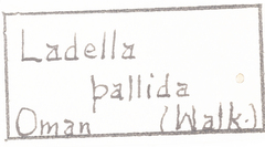 Ladella pallida