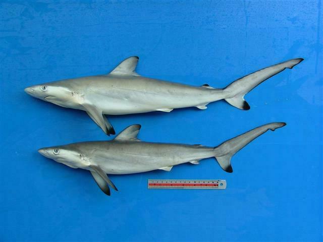 Spottail shark