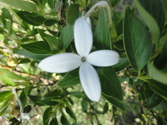 Bouvardia longiflora