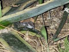 Hemidactylus turcicus