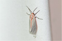 Pygarctia spraguei