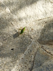 Poecilimon schmidtii