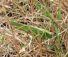 Tettigonia viridissima