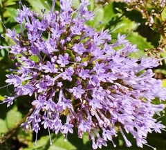 Trachelium caeruleum