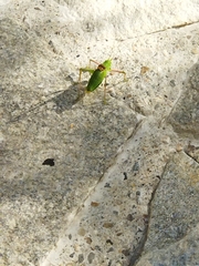 Poecilimon schmidtii