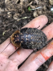 Blaberinae