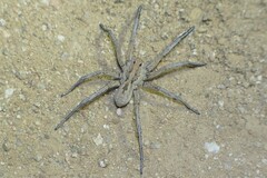 Lycosa hispanica