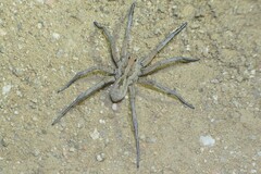Lycosa hispanica