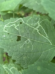 Liriomyza eupatoriella