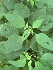 Liriomyza eupatoriella