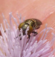 Riponnensia splendens