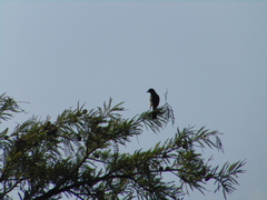 Icterus spurius spurius