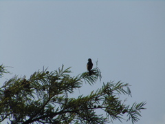 Icterus spurius spurius