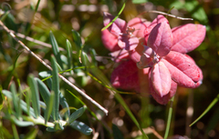 Exobasidium karstenii
