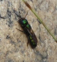 Hoplitis fulgida fulgida