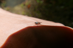 Lispocephala brachialis