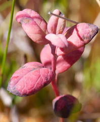 Exobasidium karstenii